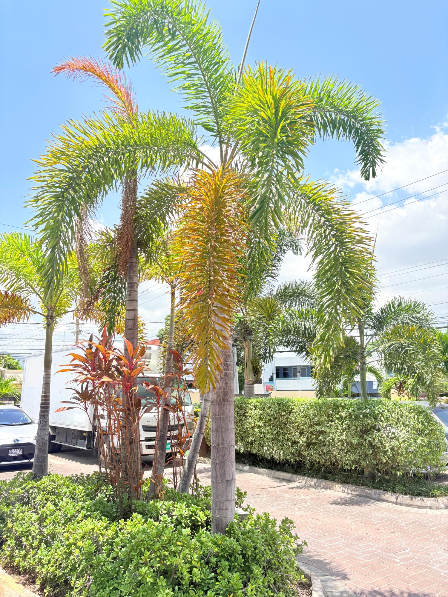Second image of 15-17 Red Hills Road in Kingston 19, St. Andrew, Jamaica - property is For Rent