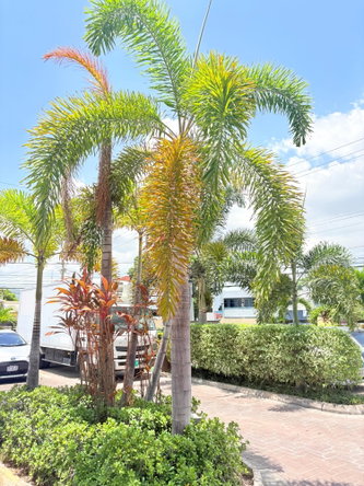 Second image of 15-17 Red Hills Road in Kingston 19, St. Andrew, Jamaica - property is For Rent
