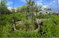 First image of Lot 146 Hartwell Gardens, May Pen in May Pen, Clarendon, Jamaica - property is For Sale