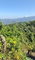 First image of 45 Coopers Hill in Red Hills, St. Andrew, Jamaica - property is For Sale