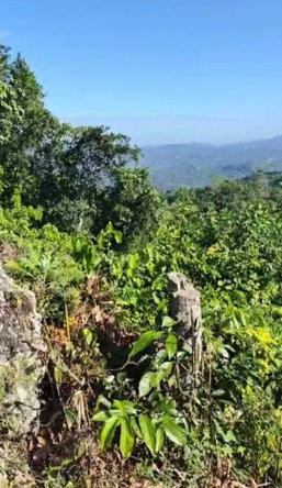 Fifth image of 45 Coopers Hill in Red Hills, St. Andrew, Jamaica - property is For Sale