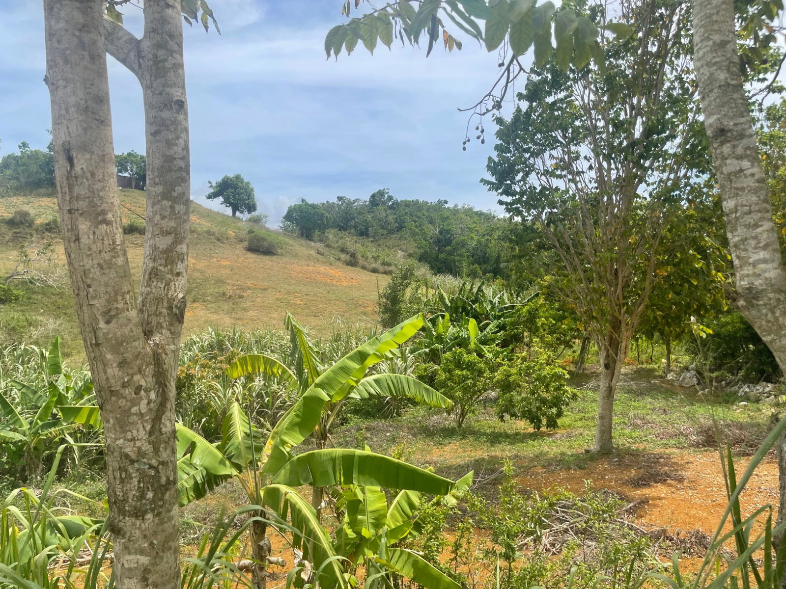 Second image of Hibermia in Devon, Manchester, Jamaica - property is For Sale