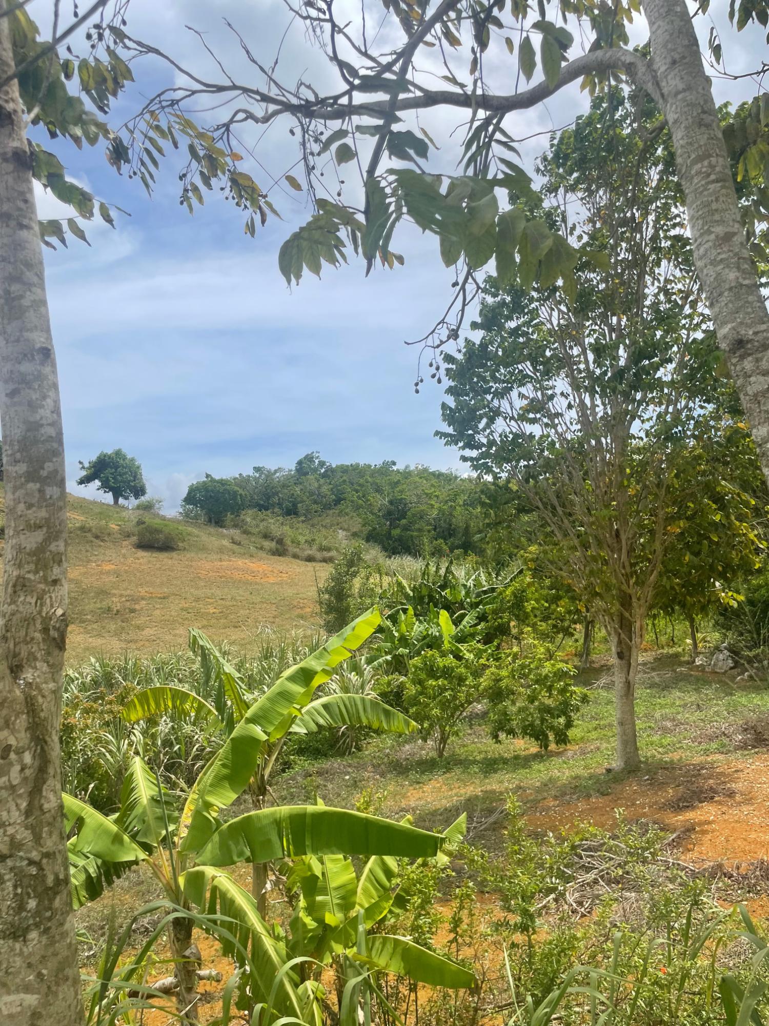 Seventh image of Hibermia in Devon, Manchester, Jamaica - property is For Sale