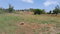 First image of Lot- Retirement Dist Malvern in Malvern, St. Elizabeth, Jamaica - property is For Sale