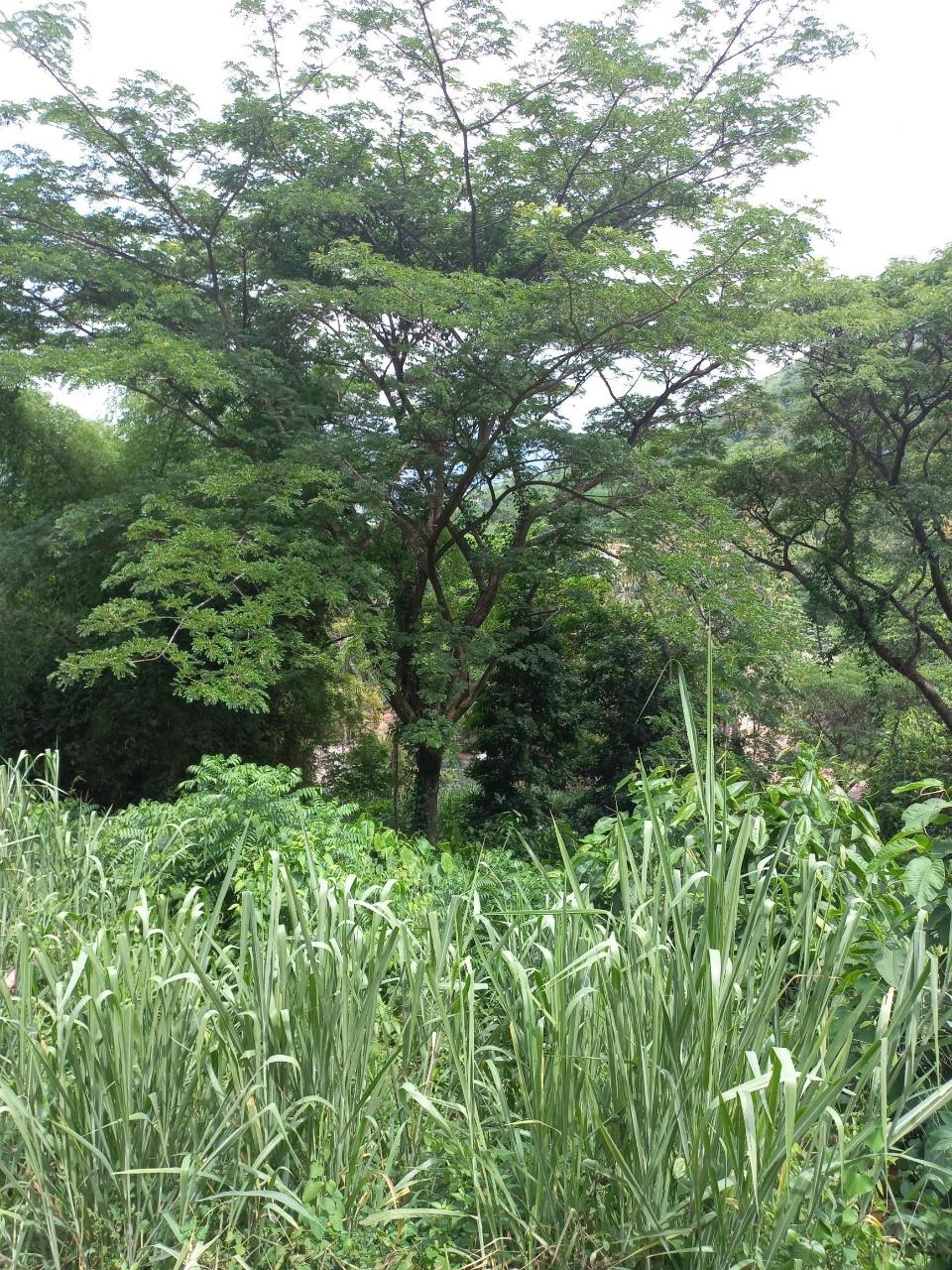Fourth image of Lot 6 Harriman Close, Jacks Hil in Kingston 6, St. Andrew, Jamaica - property is For Rent
