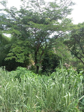 Fourth image of Lot 6 Harriman Close, Jacks Hil in Kingston 6, St. Andrew, Jamaica - property is For Rent
