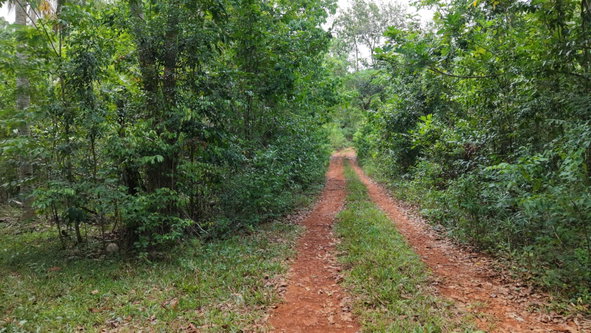 First image of Lot-244 Land Part of Barry & Lloy in Top Mountain, St. Catherine, Jamaica - property is For Sale