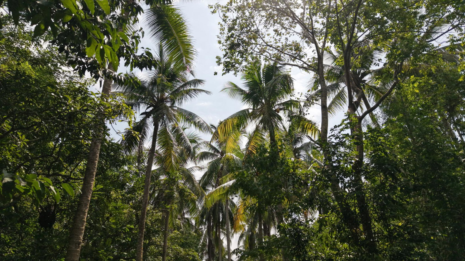 Third image of Lot-244 Land Part of Barry & Lloy in Top Mountain, St. Catherine, Jamaica - property is For Sale