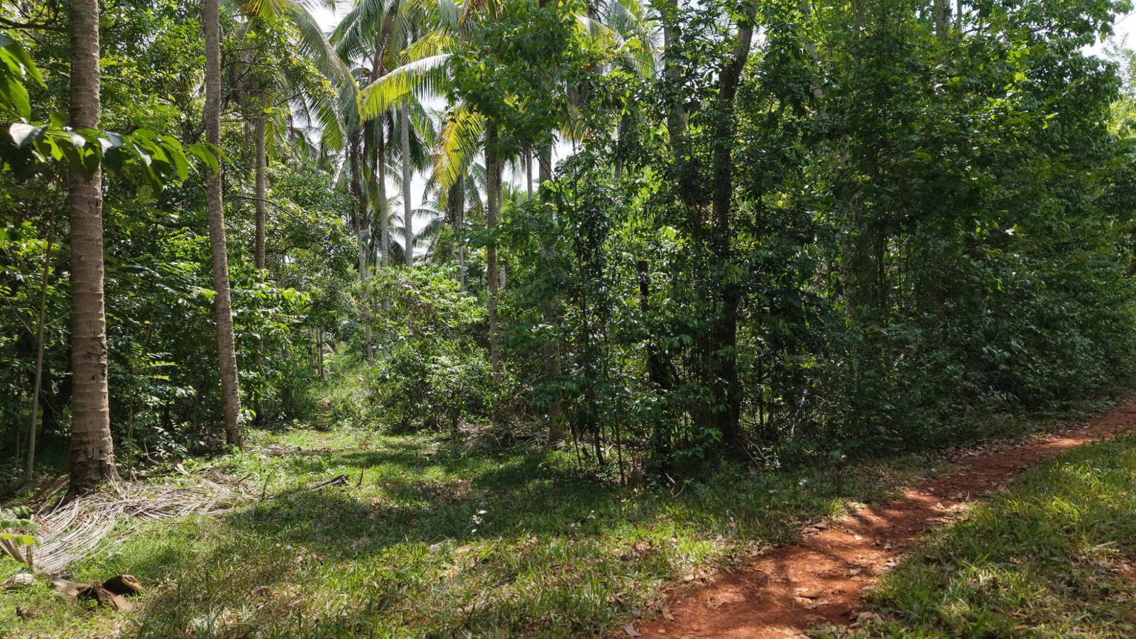 Fourth image of Lot-244 Land Part of Barry & Lloy in Top Mountain, St. Catherine, Jamaica - property is For Sale