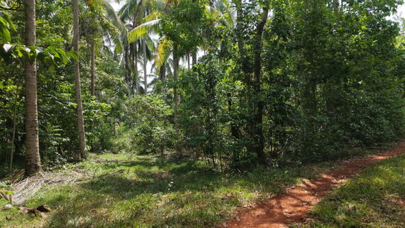 Fourth image of Lot-244 Land Part of Barry & Lloy in Top Mountain, St. Catherine, Jamaica - property is For Sale