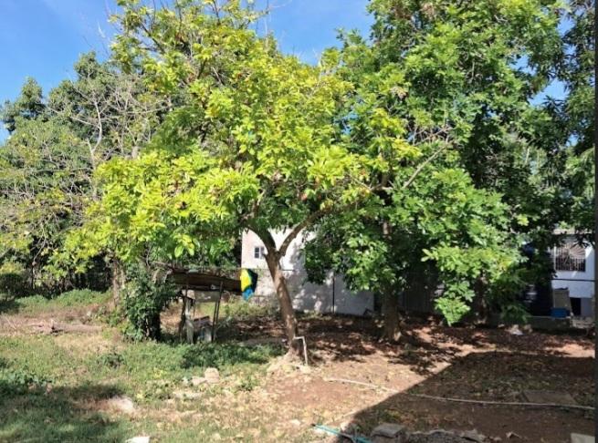 Eighth image of No. 23 Lewis Street, Weston Park in Weston Park, Clarendon, Jamaica - property is For Sale