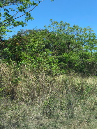 Fourth image of Lot 389 Trelawny Drive in Duncans, Trelawny, Jamaica - property is For Sale