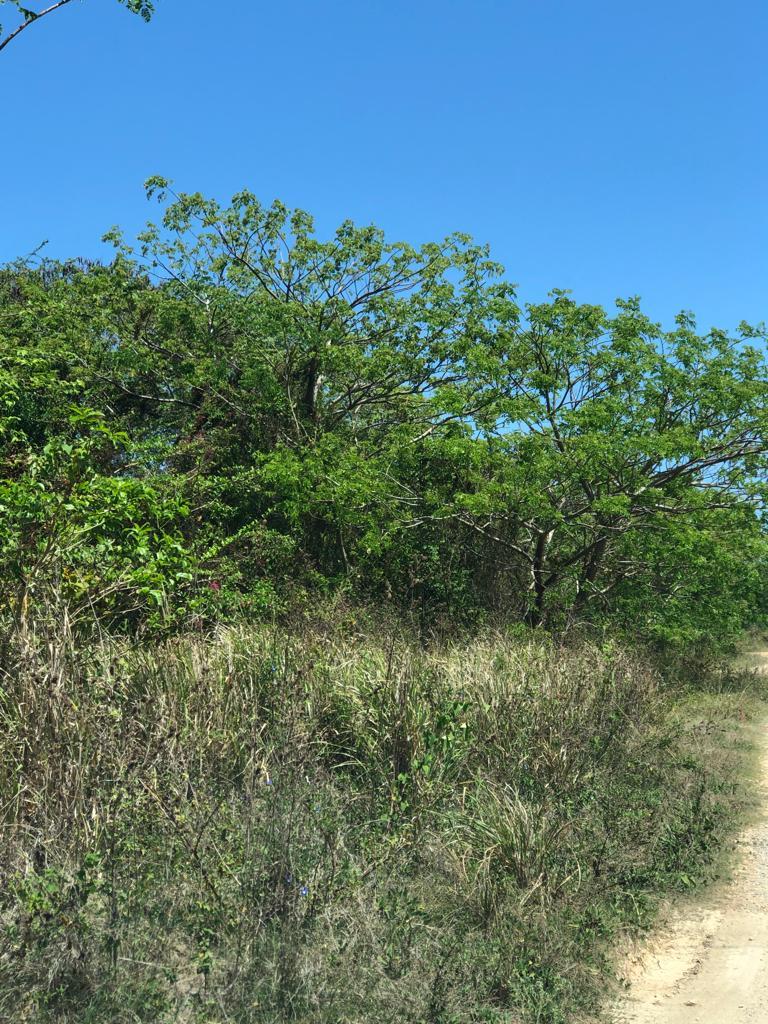 Fifth image of Lot 389 Trelawny Drive in Duncans, Trelawny, Jamaica - property is For Sale