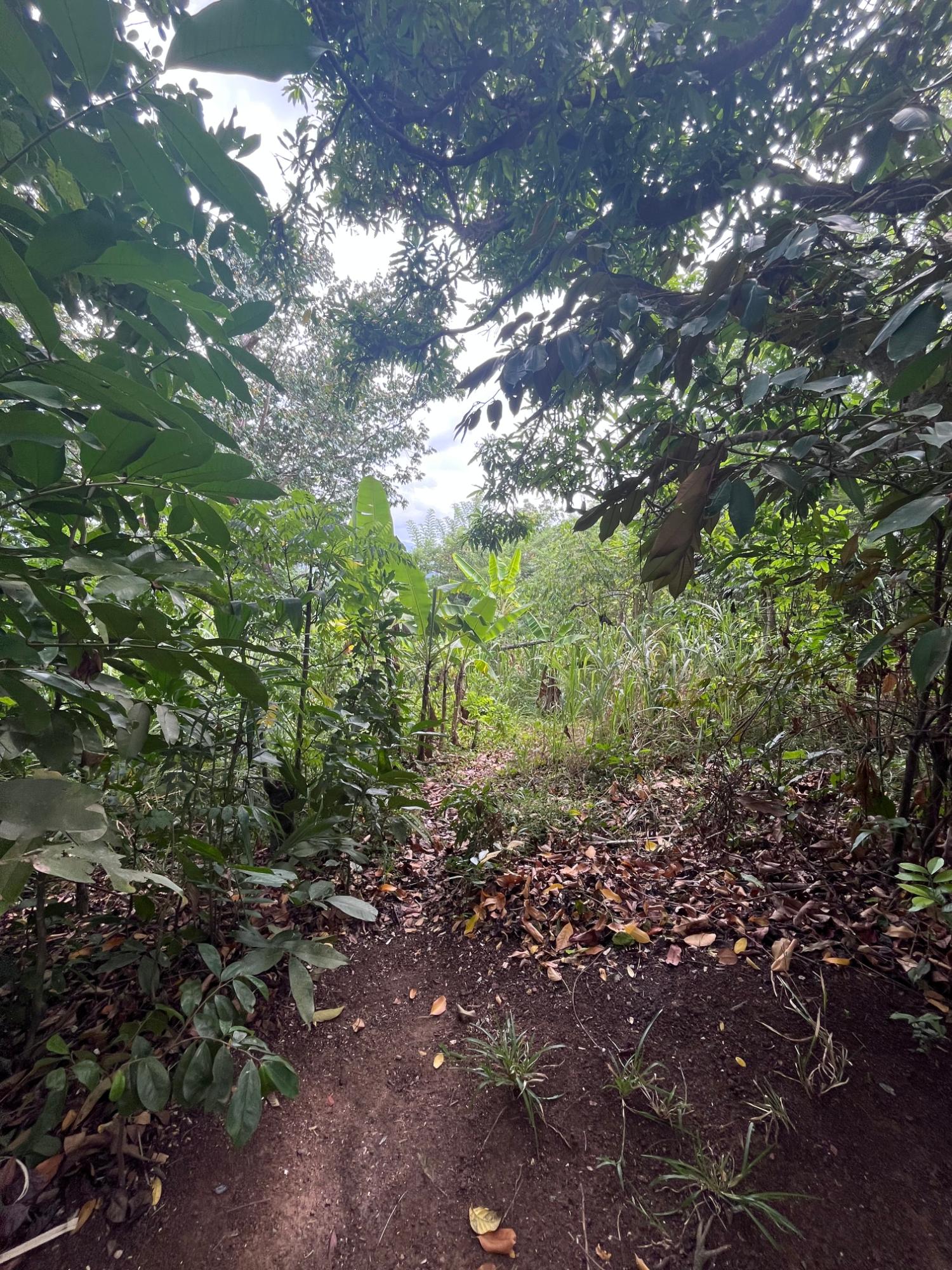 Third image of Lot 250- Nutfield Islington st Mar in Islington, St. Mary, Jamaica - property is For Sale