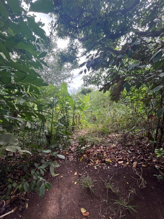 Third image of Lot 250- Nutfield Islington st Mar in Islington, St. Mary, Jamaica - property is For Sale