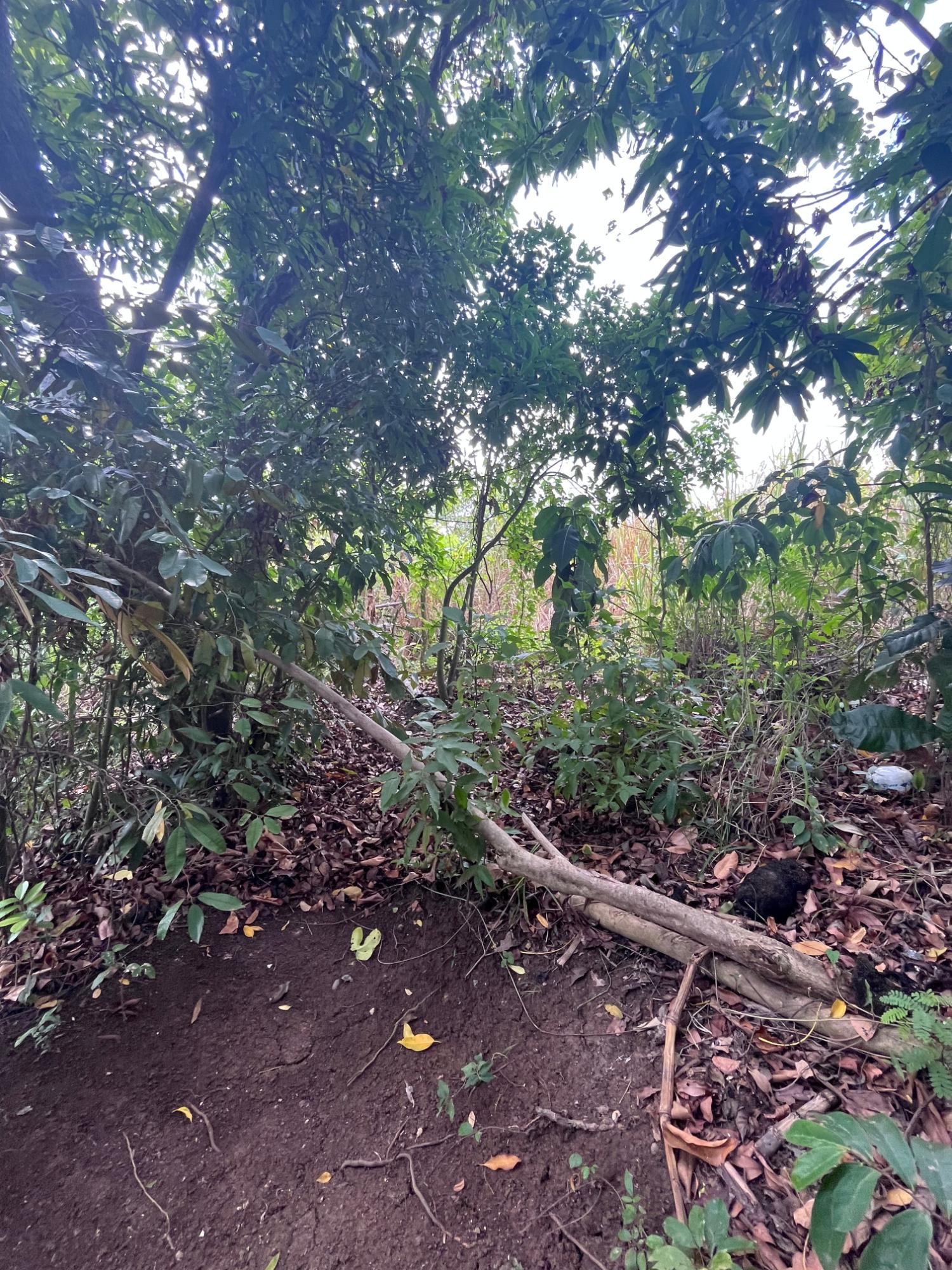 Fourth image of Lot 250- Nutfield Islington st Mar in Islington, St. Mary, Jamaica - property is For Sale