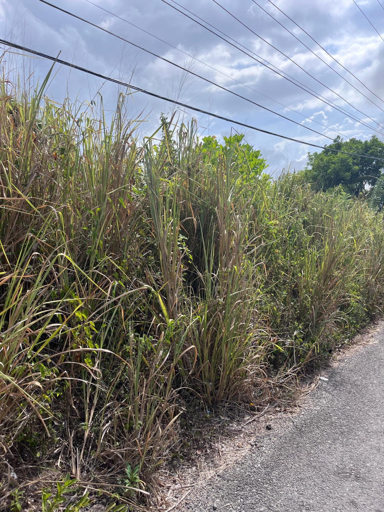 Fifth image of Lot 250- Nutfield Islington st Mar in Islington, St. Mary, Jamaica - property is For Sale
