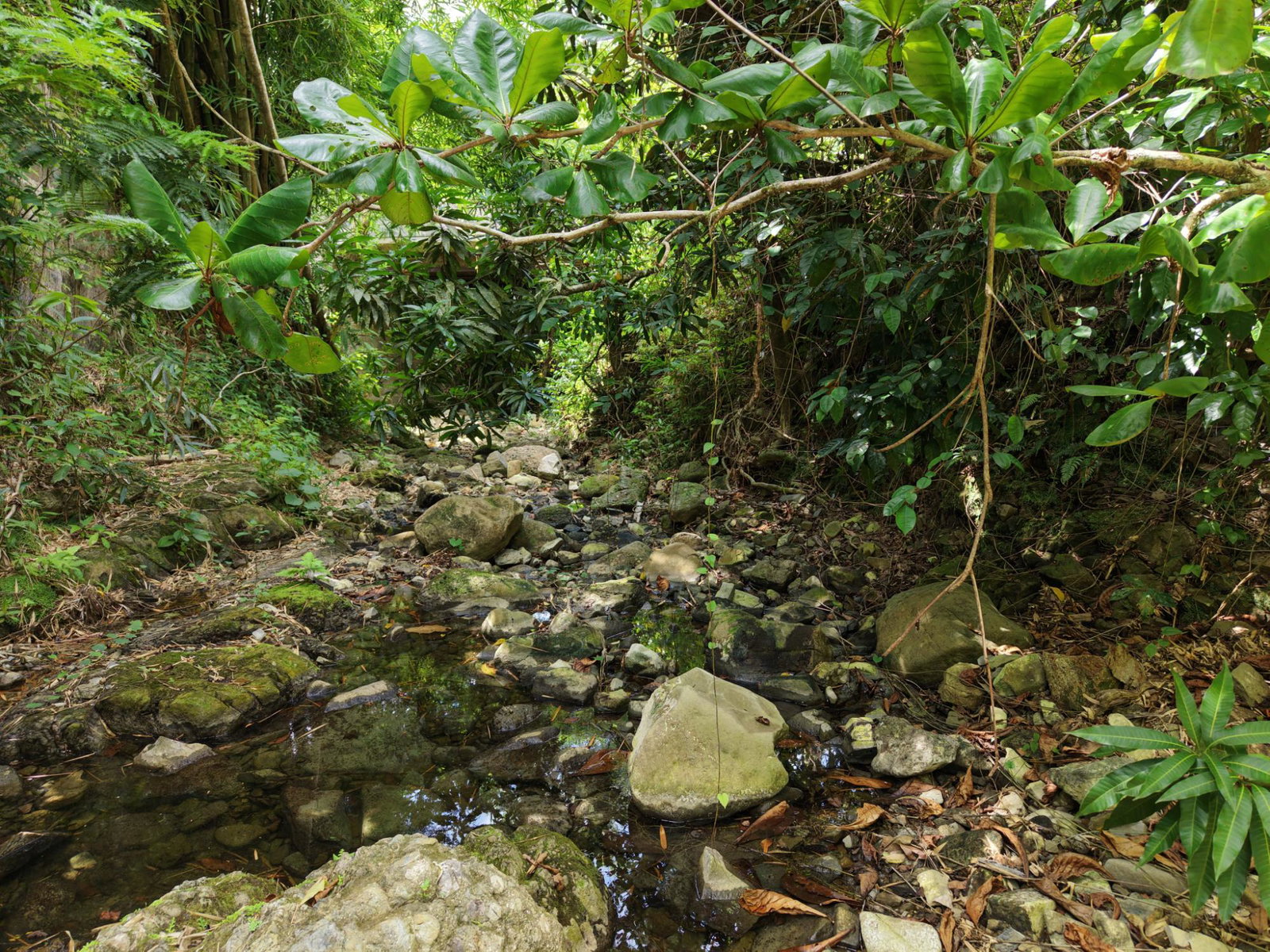 First image of Blenheim, Lucea in Blenheim, Hanover, Jamaica - property is For Sale