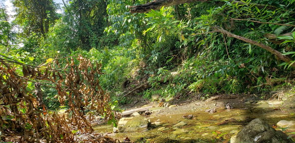 Tenth image of Blenheim, Lucea in Blenheim, Hanover, Jamaica - property is For Sale