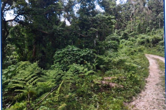 First image of New Ground in Browns Town, St. Ann, Jamaica - property is For Sale
