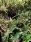 First image of Elgin Ulster Spring Trela in Ulster Spring, Trelawny, Jamaica - property is For Sale