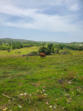 Thirteenth image of Lot 27 Content, Adelphi in Adelphi, St. James, Jamaica - property is For Sale