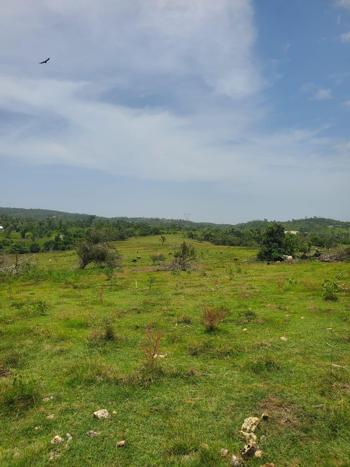 Fifteenth image of Lot 27 Content, Adelphi in Adelphi, St. James, Jamaica - property is For Sale