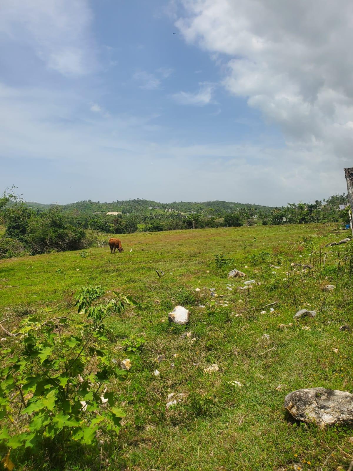 Fourteenth image of Lot 28 Content, Adelphi in Adelphi, St. James, Jamaica - property is For Sale