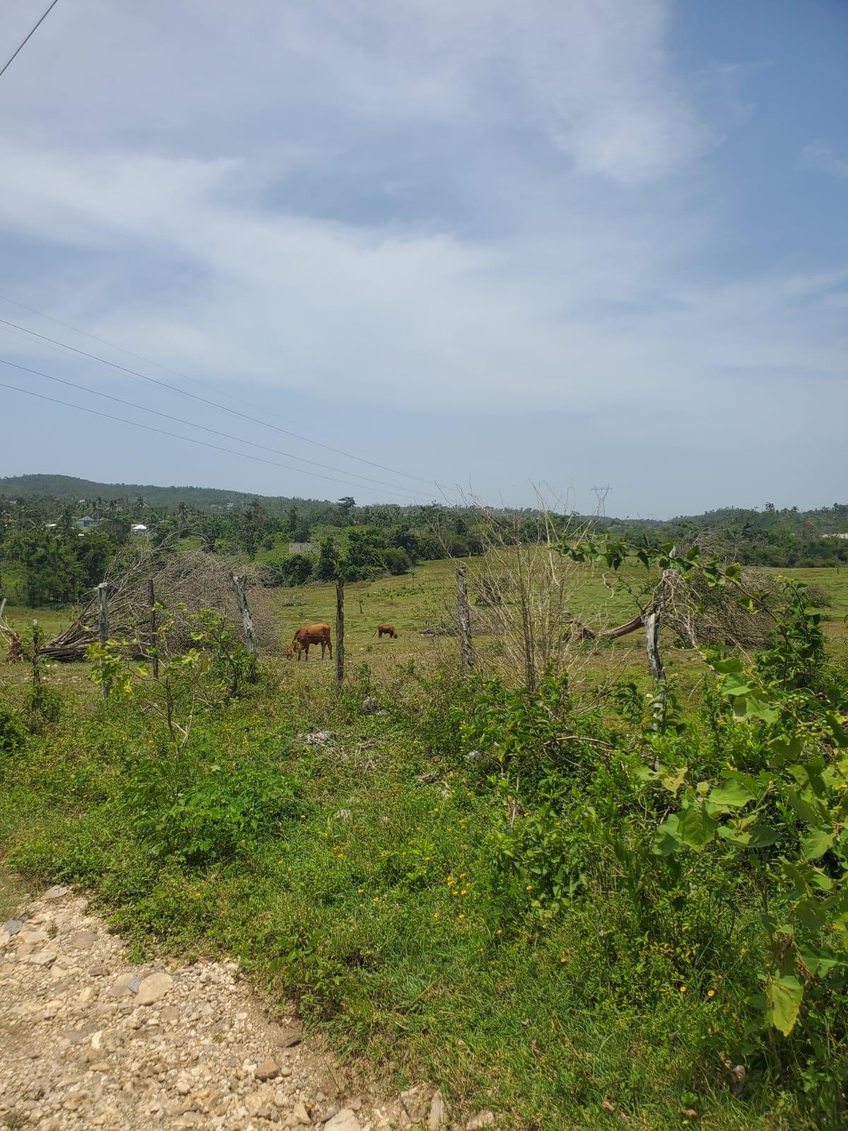 Seventeenth image of Lot 28 Content, Adelphi in Adelphi, St. James, Jamaica - property is For Sale