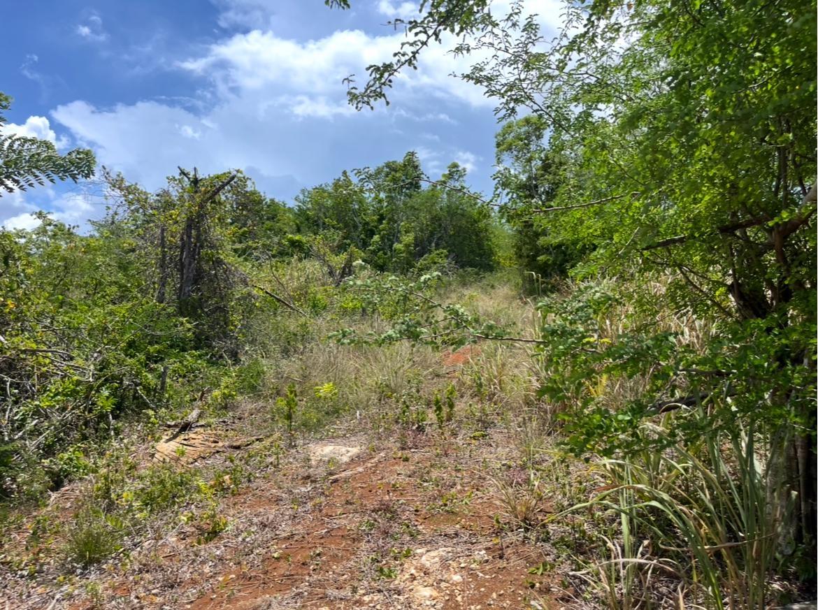 Second image of 1 & 2 Edge Hill in Mango Valley, St. Mary, Jamaica - property is For Sale