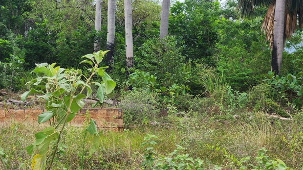 Third image of Brambleon Hall, Nain p o, in Nain, St. Elizabeth, Jamaica - property is For Sale