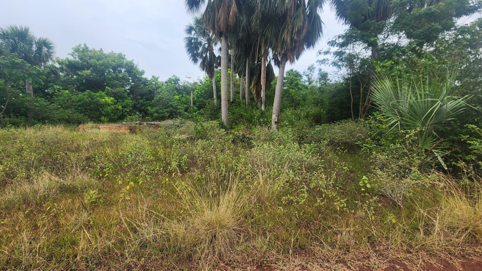 Sixth image of Brambleon Hall, Nain p o, in Nain, St. Elizabeth, Jamaica - property is For Sale