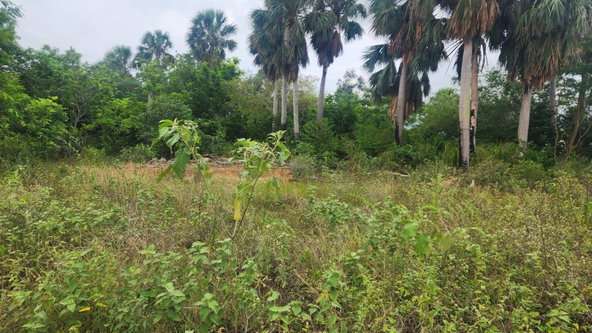 Eighth image of Brambleon Hall, Nain p o, in Nain, St. Elizabeth, Jamaica - property is For Sale