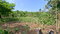 First image of Banbury in Banbury, St. Catherine, Jamaica - property is For Sale