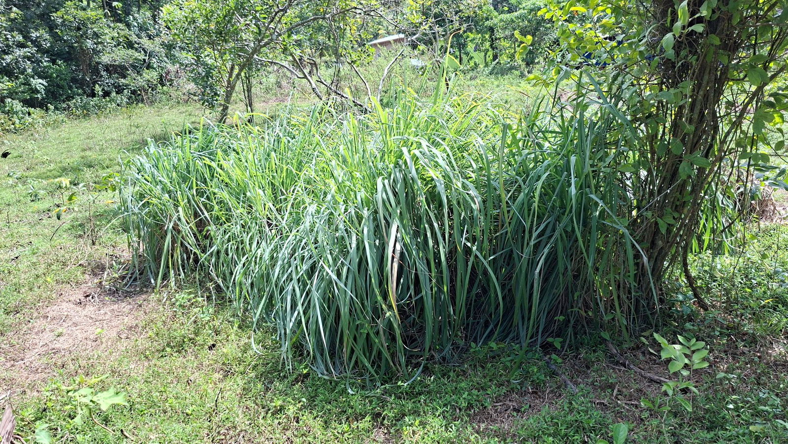 Tenth image of Banbury in Banbury, St. Catherine, Jamaica - property is For Sale