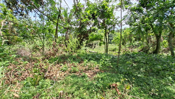 Fourteenth image of Banbury in Banbury, St. Catherine, Jamaica - property is For Sale