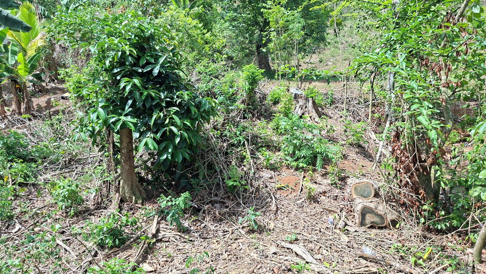 Sixteenth image of Banbury in Banbury, St. Catherine, Jamaica - property is For Sale
