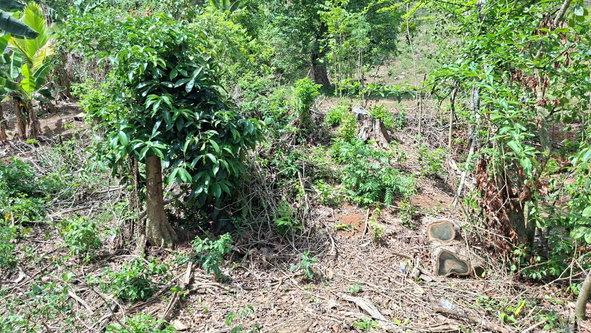 Sixteenth image of Banbury in Banbury, St. Catherine, Jamaica - property is For Sale
