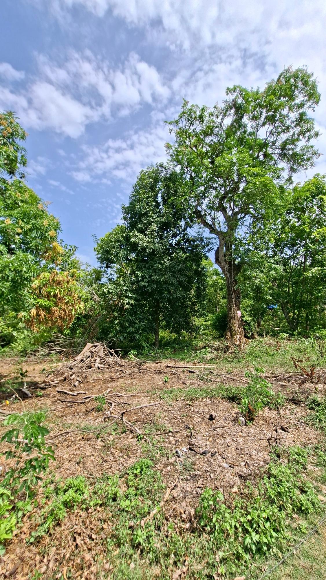 Third image of Banbury in Banbury, St. Catherine, Jamaica - property is For Sale