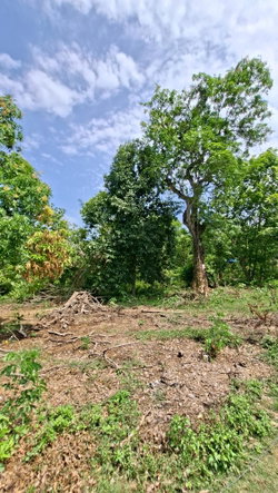 Third image of Banbury in Banbury, St. Catherine, Jamaica - property is For Sale