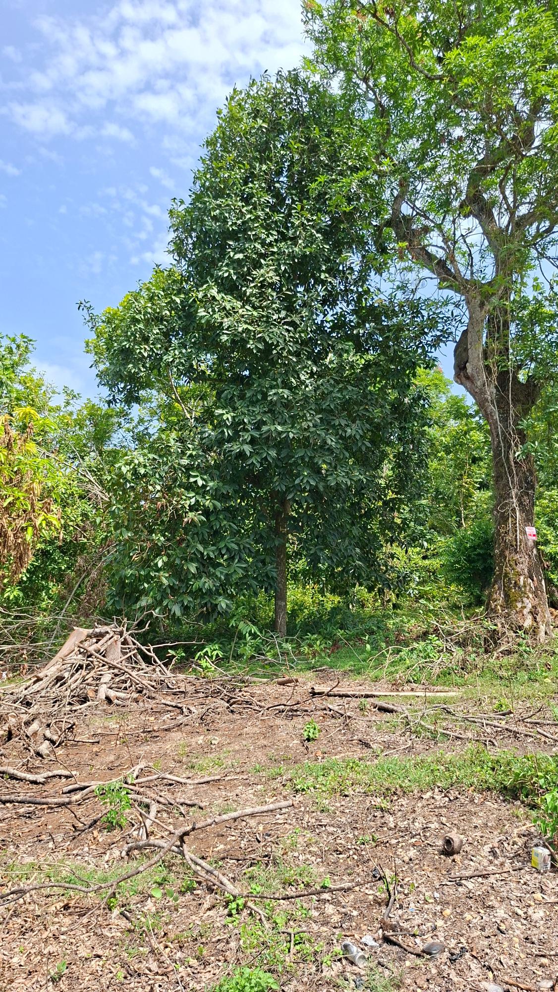 Fourth image of Banbury in Banbury, St. Catherine, Jamaica - property is For Sale