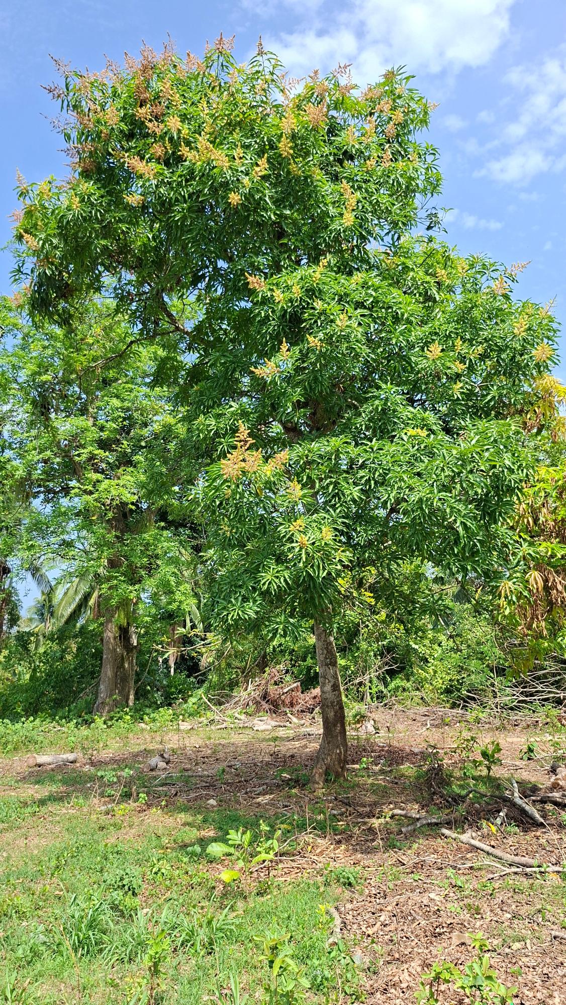 Fifth image of Banbury in Banbury, St. Catherine, Jamaica - property is For Sale