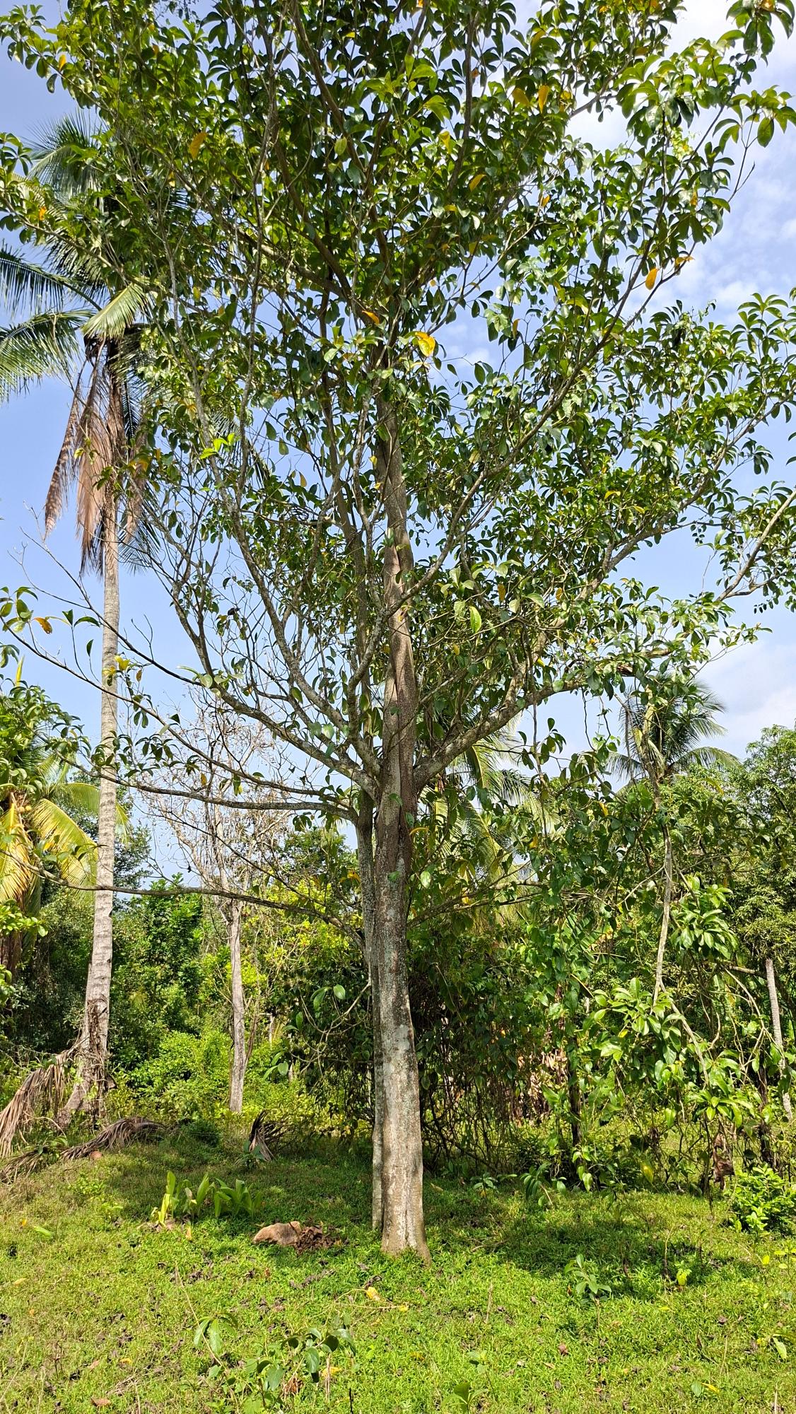 Ninth image of Banbury in Banbury, St. Catherine, Jamaica - property is For Sale