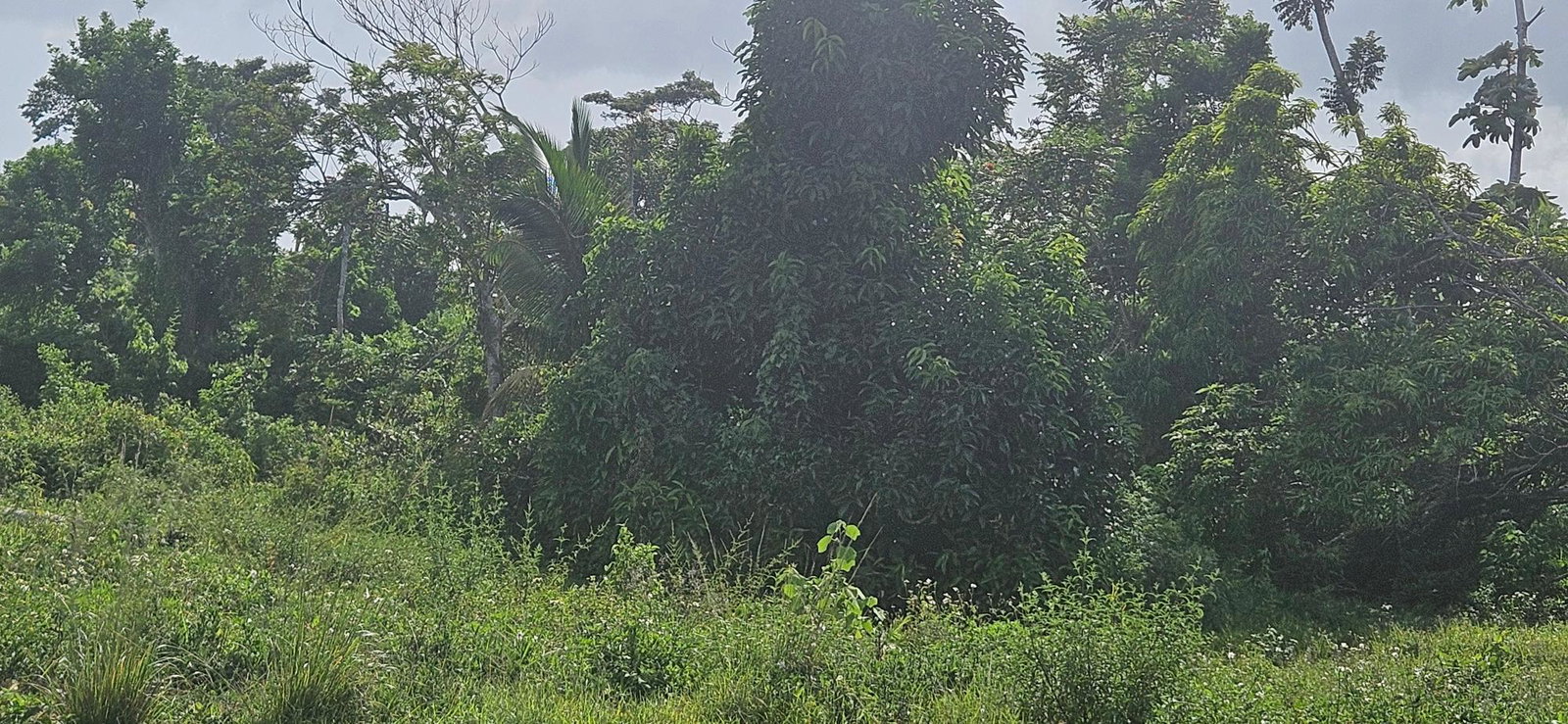 Third image of 14 Burnt Ground in Ramble, Hanover, Jamaica - property is For Sale