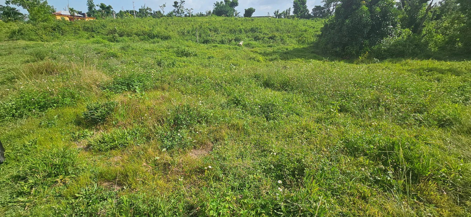Ninth image of 14 Burnt Ground in Ramble, Hanover, Jamaica - property is For Sale