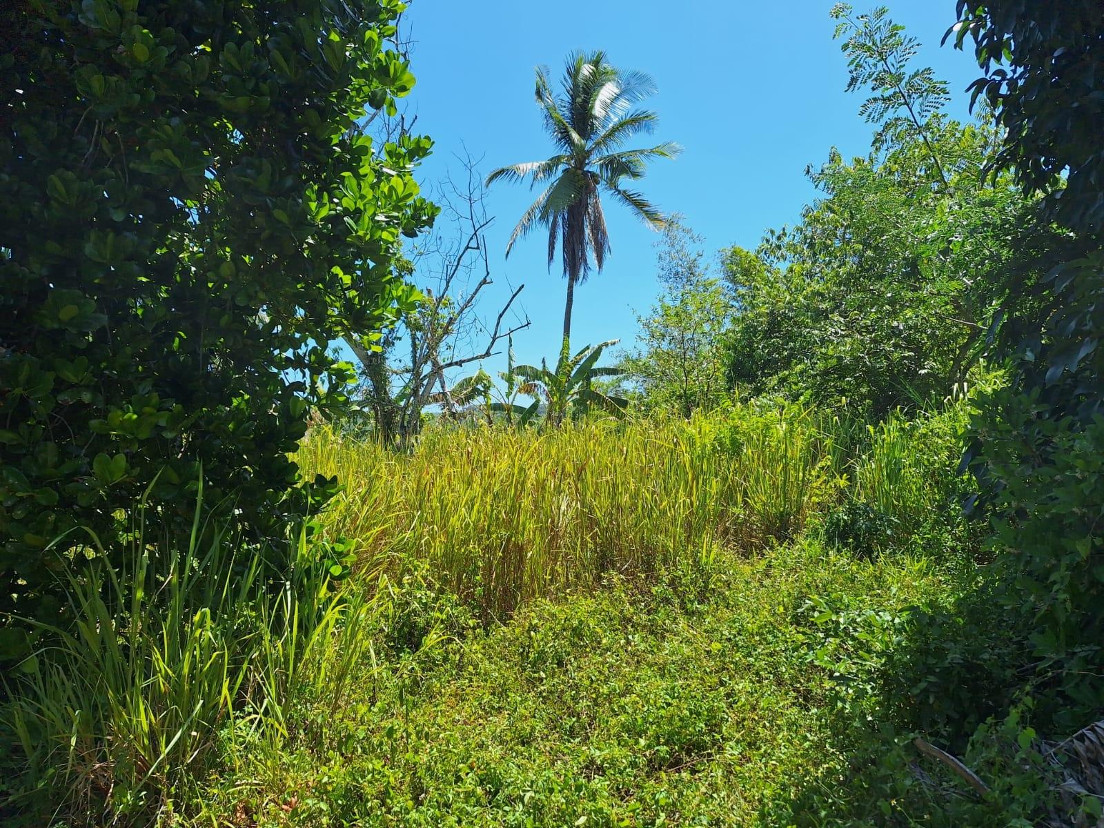 Seventh image of 57- Haywood Dist in Heywood Hall, St. Mary, Jamaica - property is For Sale