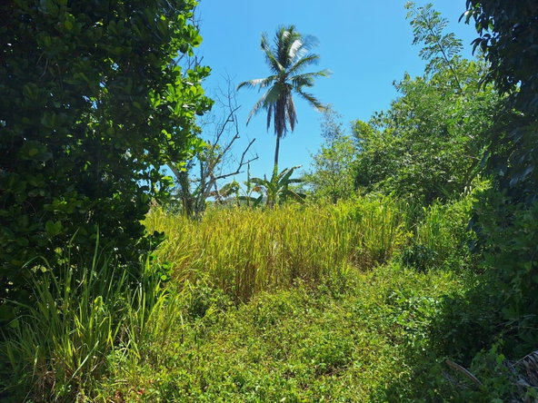 Seventh image of 57- Haywood Dist in Heywood Hall, St. Mary, Jamaica - property is For Sale