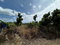 First image of Williamsfield in Siloah, St. Elizabeth, Jamaica - property is For Sale