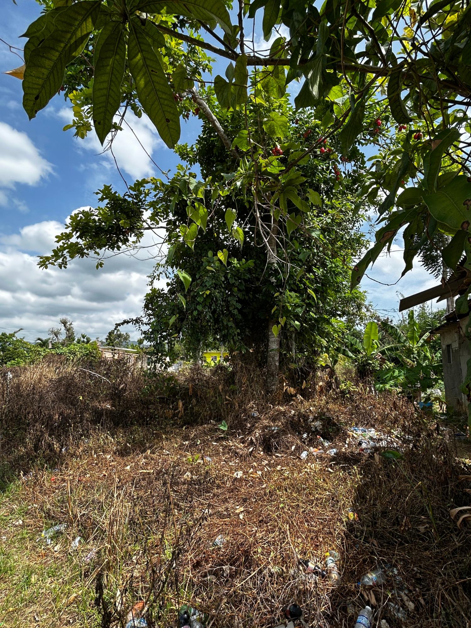 Second image of Williamsfield in Siloah, St. Elizabeth, Jamaica - property is For Sale