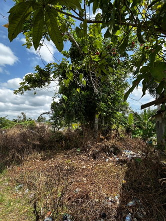 Second image of Williamsfield in Siloah, St. Elizabeth, Jamaica - property is For Sale